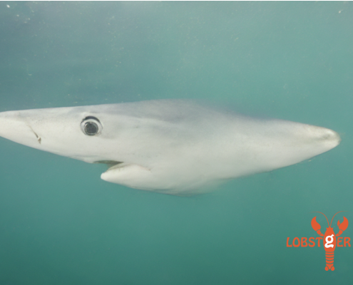 A blue shark image in process with a nose-like body - an outtake of LOBSTgERās generative AI learning. (AI-generated image: Keith Ellenbogen, Andreas Mentzelopoulos, and LOBSTgER)