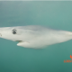 A blue shark image in process with a nose-like body - an outtake of LOBSTgER’s generative AI learning. (AI-generated image: Keith Ellenbogen, Andreas Mentzelopoulos, and LOBSTgER)