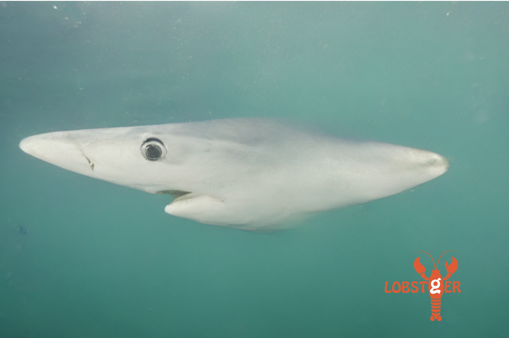 A blue shark image in process with a nose-like body - an outtake of LOBSTgER’s generative AI learning. (AI-generated image: Keith Ellenbogen, Andreas Mentzelopoulos, and LOBSTgER)