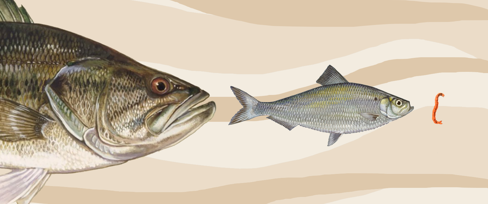 Largemouth bass about to eat a river herring about to eat a midge larvae. Individual fish illustrations from US Fish & Wildlife