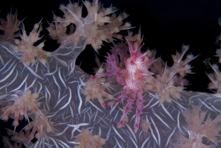 A pink shrimp camouflaged on a soft coral