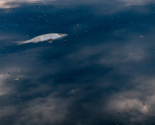 A dead fish floating on the surface of water