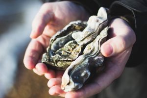 Two large oysters held in someones hands