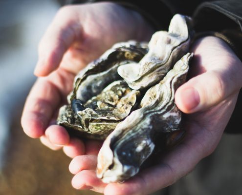 Two large oysters held in someones hands